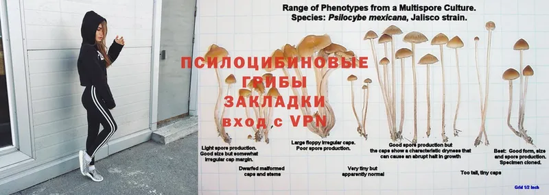 мега зеркало  Игарка  Галлюциногенные грибы мицелий  дарнет шоп 